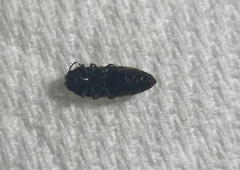 Acmaeoderini