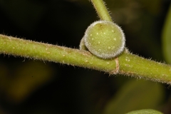 Ficus stuhlmannii image