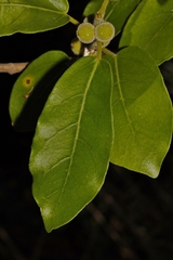 Ficus stuhlmannii image