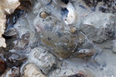 Hemigrapsus crenulatus