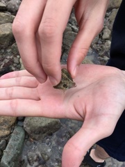 Pteropurpura