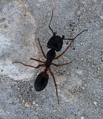 Camponotus consobrinus