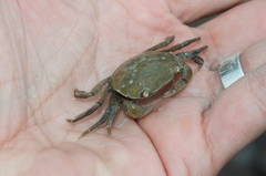 Hemigrapsus crenulatus