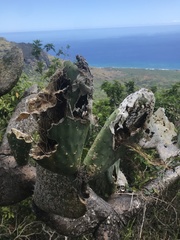 Cactoblastis cactorum