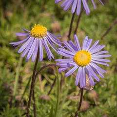 Felicia caespitosa