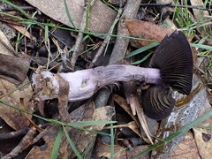 Cortinarius austroviolaceus