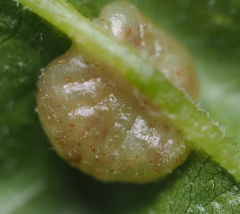 Macrodiplosis majalis