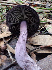 Cortinarius austroviolaceus