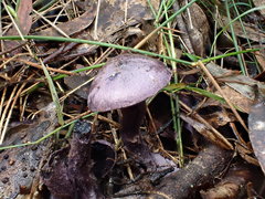 Cortinarius austroviolaceus