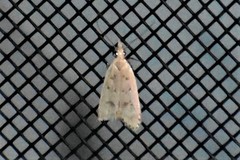 Dichomeris punctidiscellus