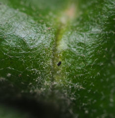 Macrodiplosis majalis