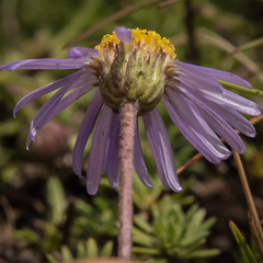 Felicia caespitosa