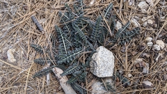 Pedicularis semibarbata