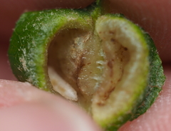 Macrodiplosis majalis