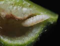 Macrodiplosis majalis