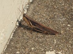 Stenocatantops mistshenkoi