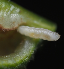 Macrodiplosis majalis