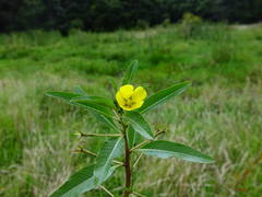 Ludwigia peploides montevidensis