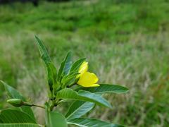 Ludwigia peploides montevidensis