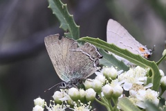 Callophrys mcfarlandi
