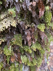 Hymenophyllum lanceolatum