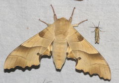 Marumba quercus