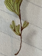 Hymenophyllum lanceolatum