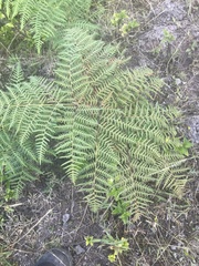 Pteridium aquilinum decompositum