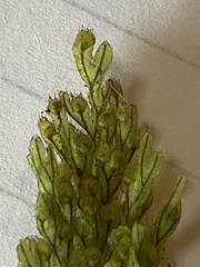 Hymenophyllum lanceolatum