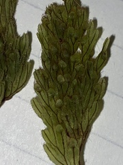 Hymenophyllum lanceolatum