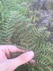 Pteridium aquilinum decompositum