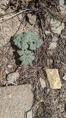 Oreonana vestita