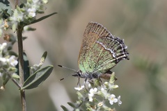 Callophrys mcfarlandi