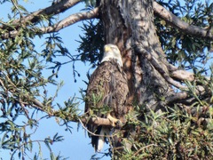 Haliaeetus leucocephalus