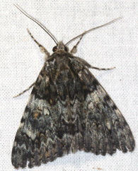 Catocala promissa