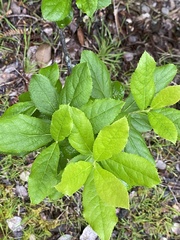 Vaccinium calycinum