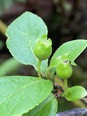 Vaccinium calycinum