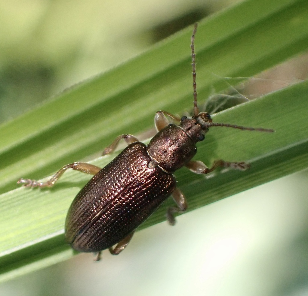 Plateumaris rustica