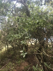 Wikstroemia oahuensis