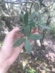 Wikstroemia oahuensis