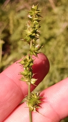 Carex aggregata
