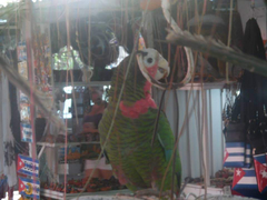 Amazona leucocephala