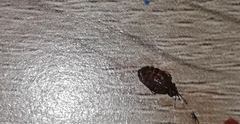 Cimex lectularius