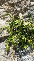 Cranfillia deltoides