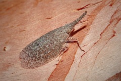Rentinus dilatatus