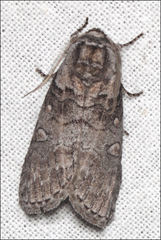 Discophlebia celaena