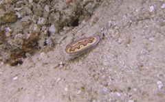 Goniobranchus coi