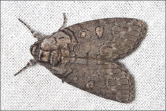 Discophlebia celaena