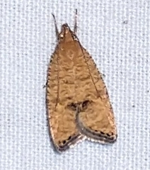 Psilocorsis cryptolechiella