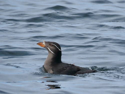 Rhinoceros Auklet